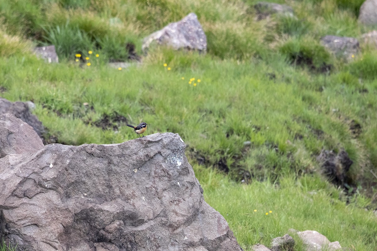 Drakensberg Rockjumper - Niall D Perrins