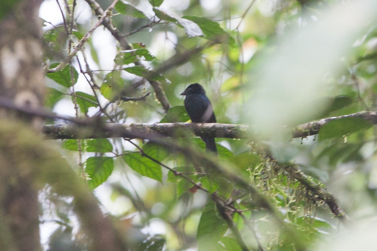 Drongo Katmerkuyruğu - ML282688151