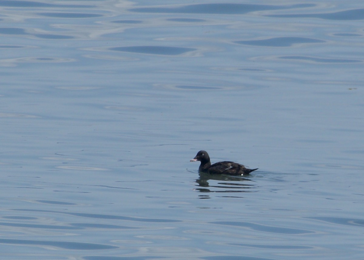 White-winged Scoter - ML282688451