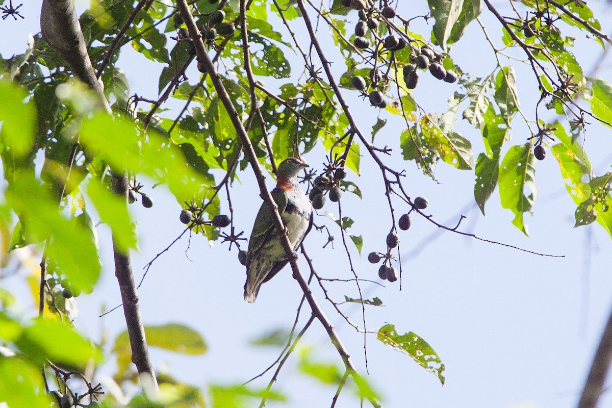 Superb Fruit-Dove (Eastern) - ML282688941