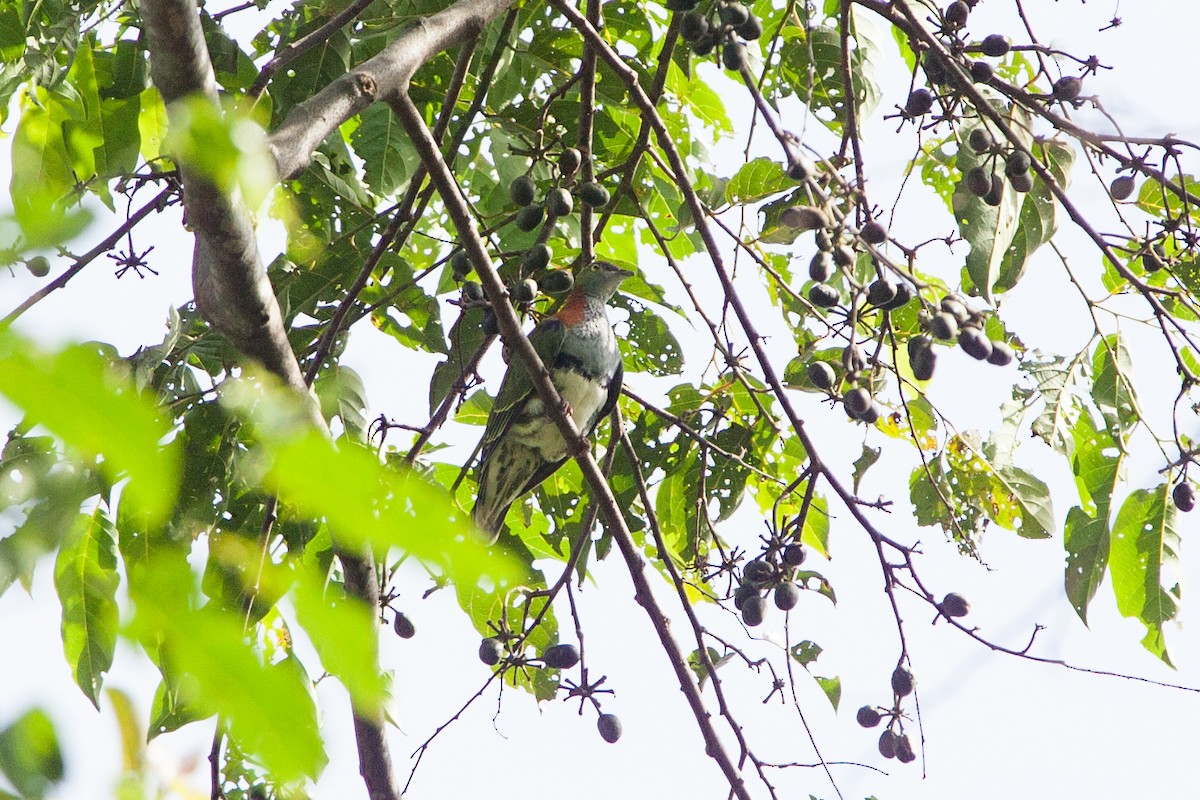 Superb Fruit-Dove (Eastern) - ML282689011