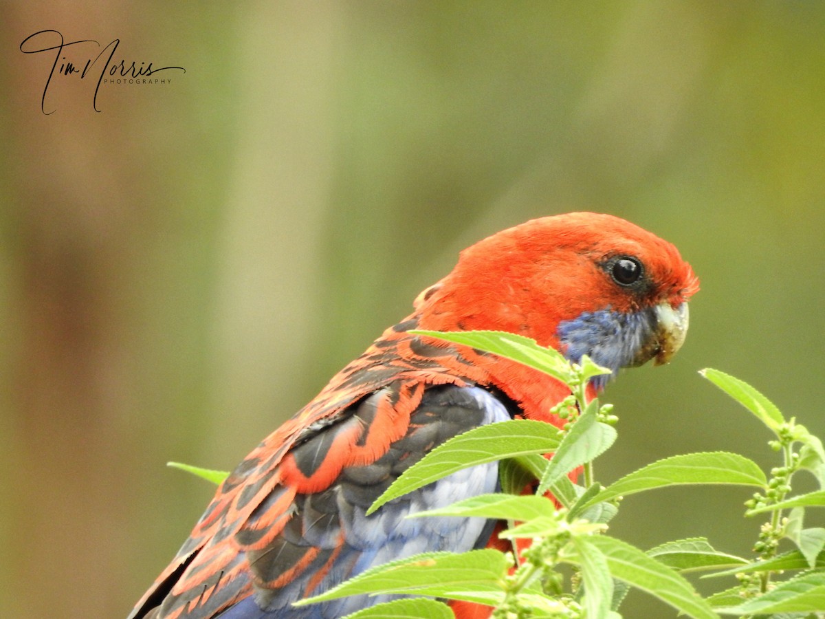 Crimson Rosella - ML282689031