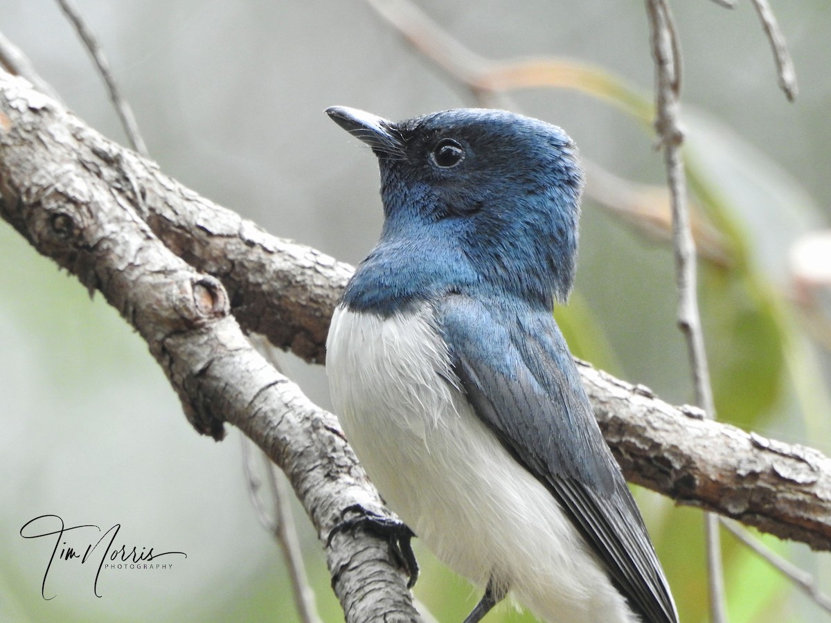 Leaden Flycatcher - ML282689041