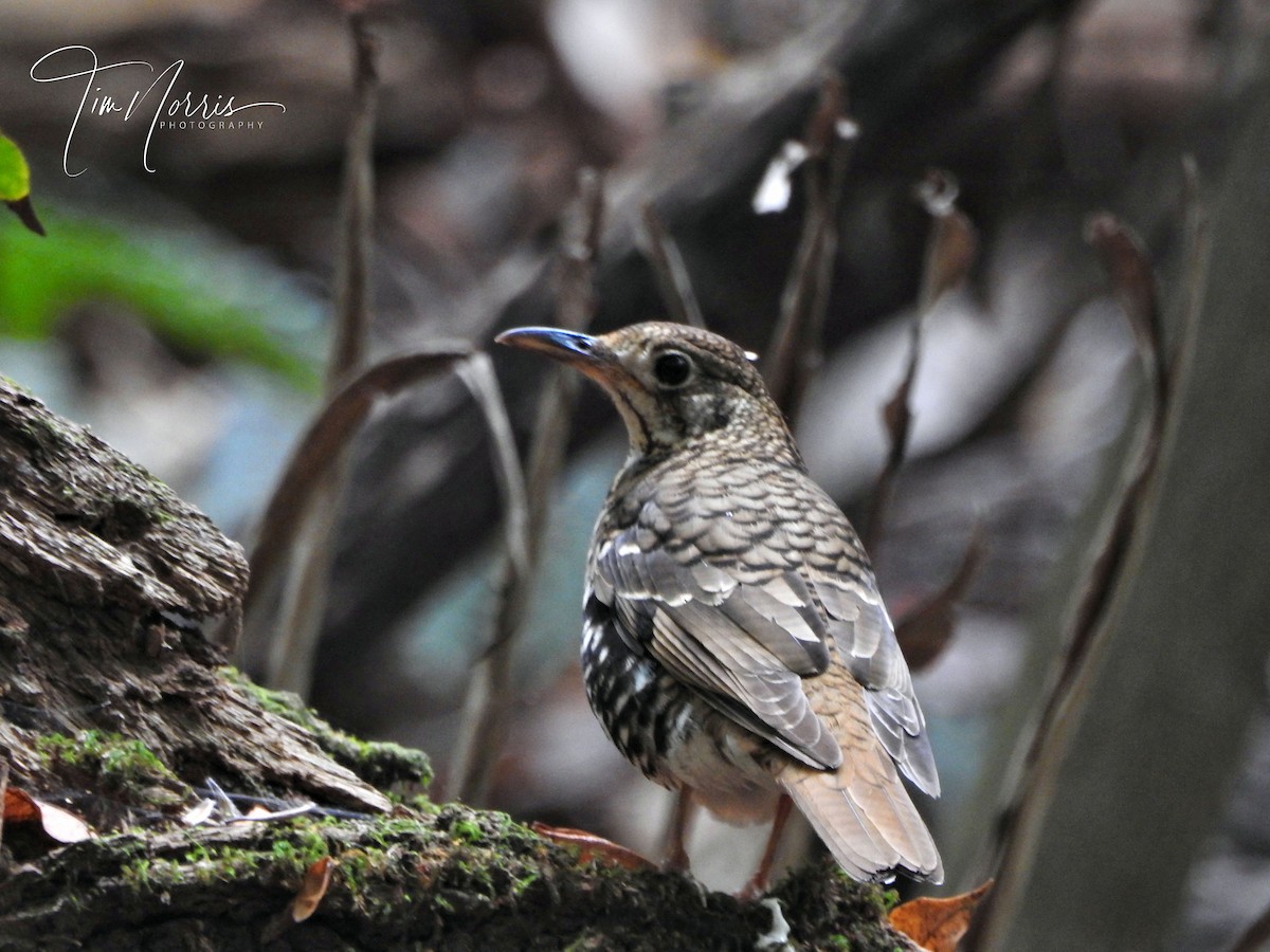 Russet-tailed Thrush - ML282689071
