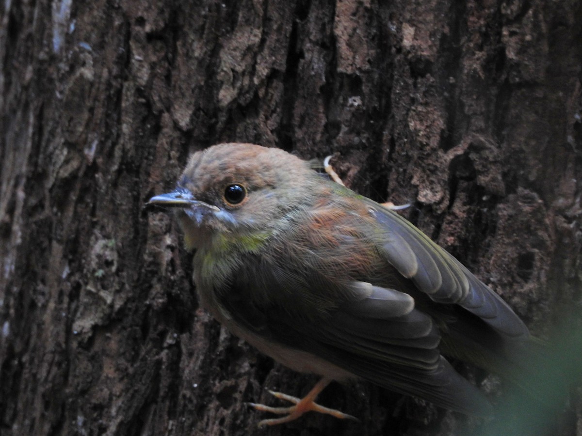 Pale-yellow Robin - ML282689081