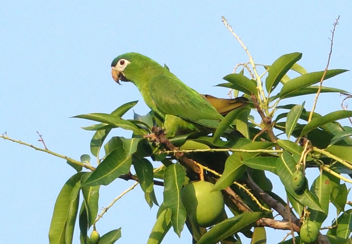 Red-shouldered Macaw - ML282689171