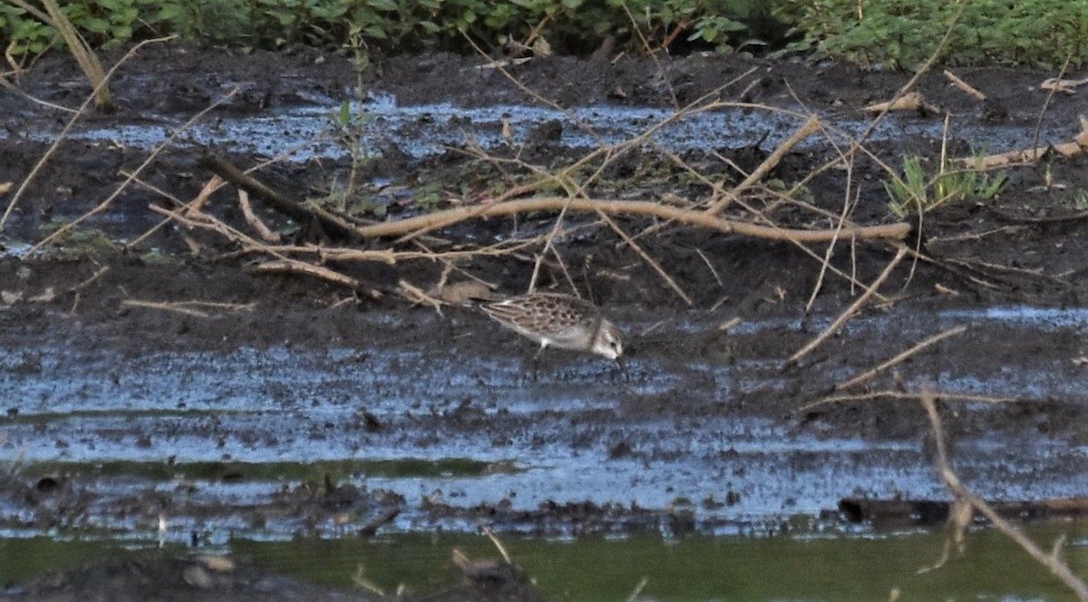 White-rumped Sandpiper - ML282689341