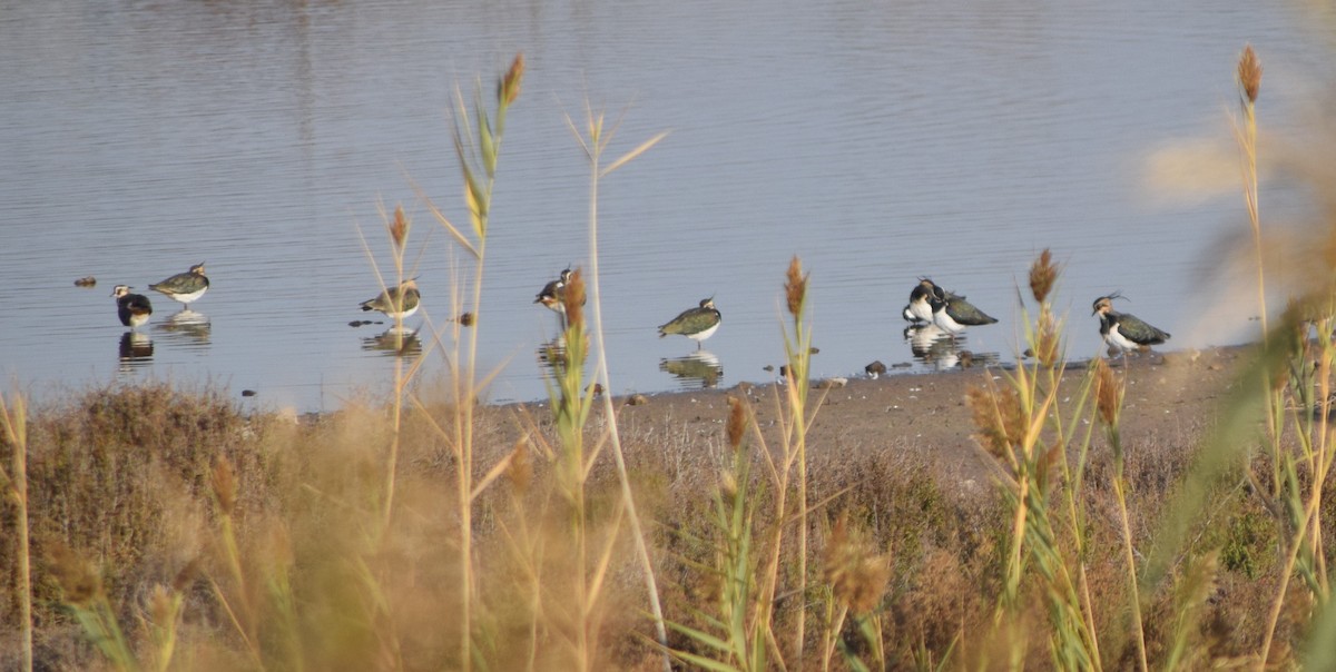 Northern Lapwing - Alejandro Gómez Vilches