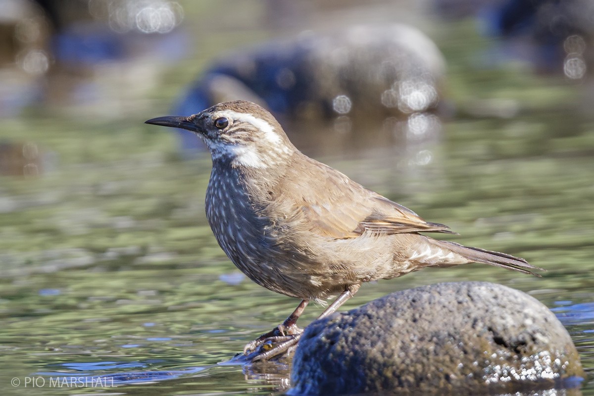 Dark-bellied Cinclodes - Pio Marshall