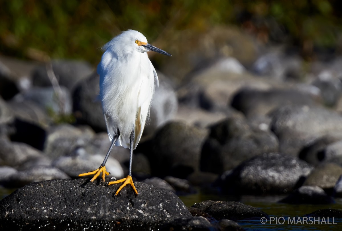 Snowy Egret - ML282689671