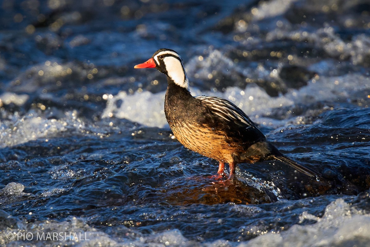 Torrent Duck - Pio Marshall