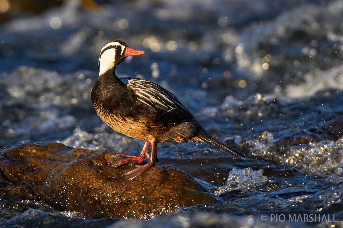 Torrent Duck - Pio Marshall