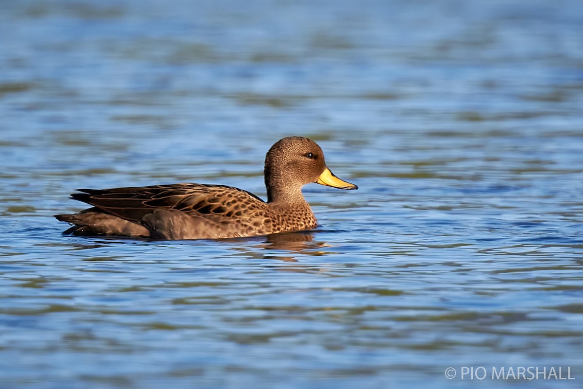 Yellow-billed Teal - ML282689741