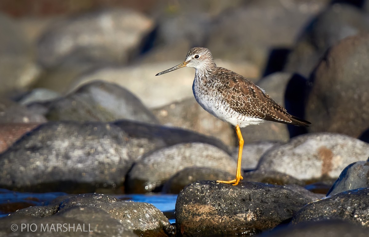 Greater Yellowlegs - Pio Marshall