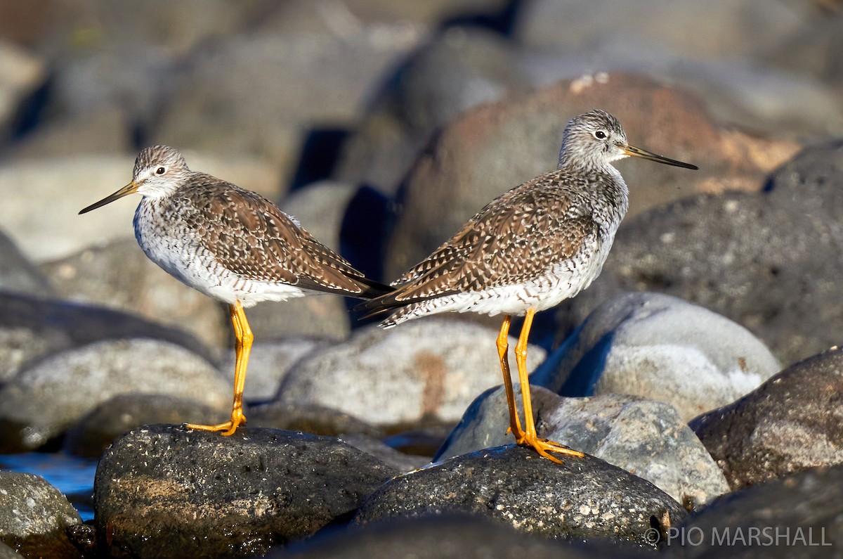 Greater Yellowlegs - ML282689761