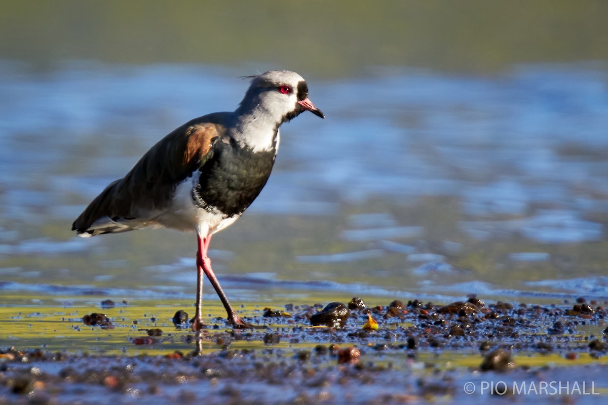 Southern Lapwing - ML282689771