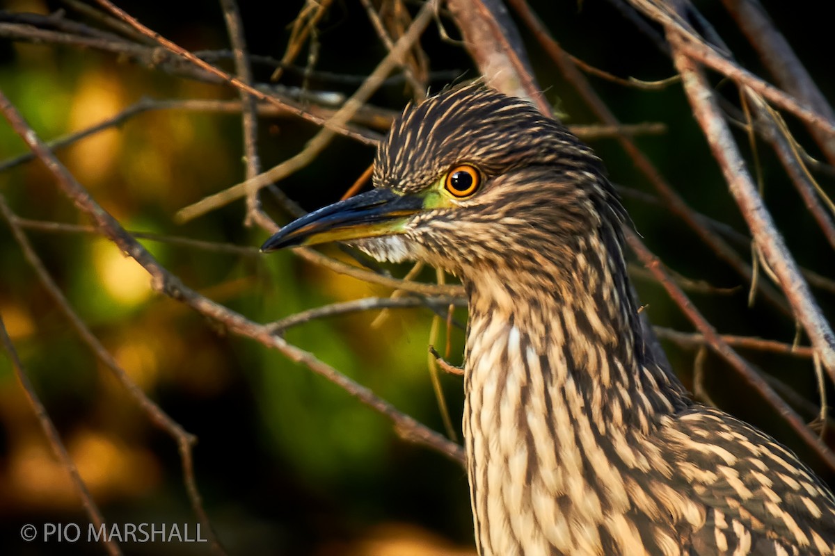 Black-crowned Night Heron - Pio Marshall