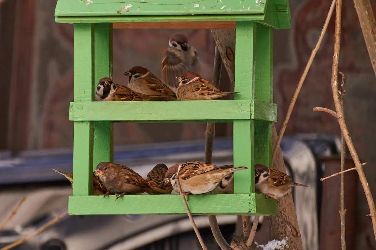 House Sparrow - ML282692471