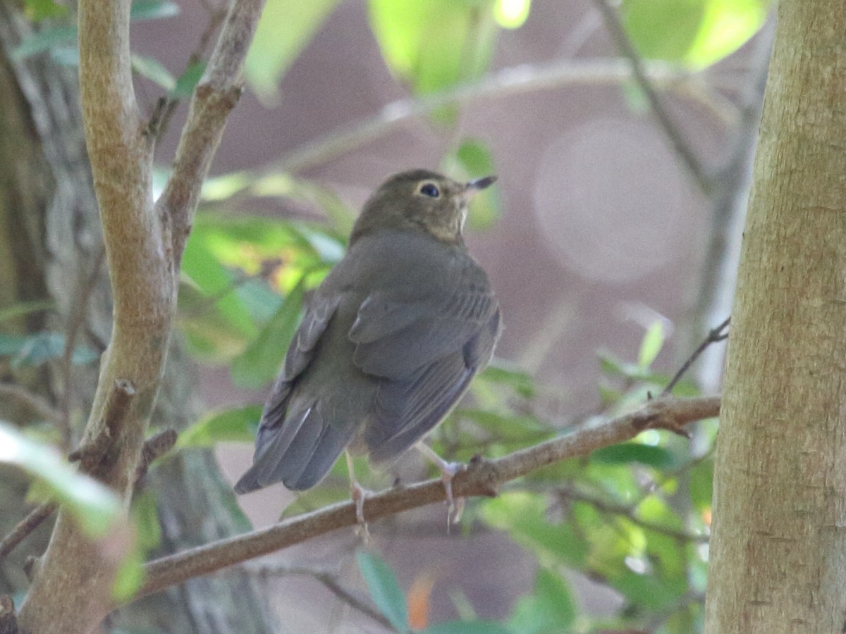 Swainson's Thrush - ML28269461