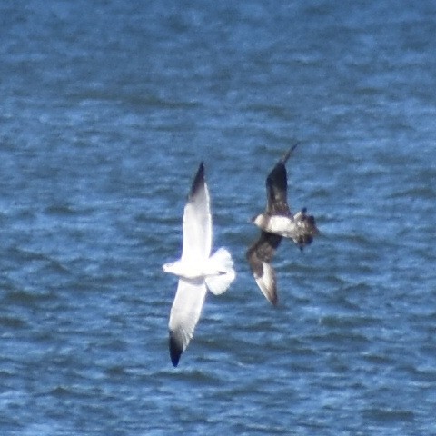 Parasitic Jaeger - ML282694651