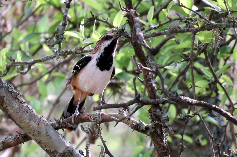 Stripe-backed Antbird - ML282695451