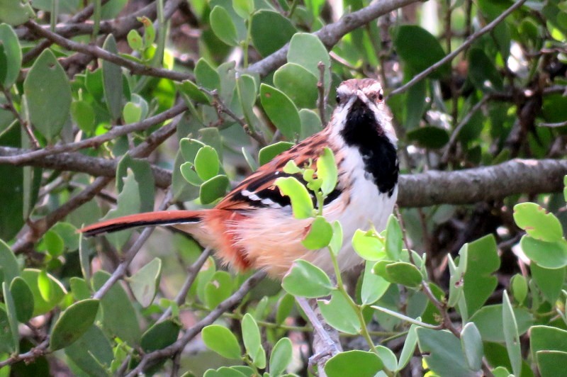Stripe-backed Antbird - ML282695461