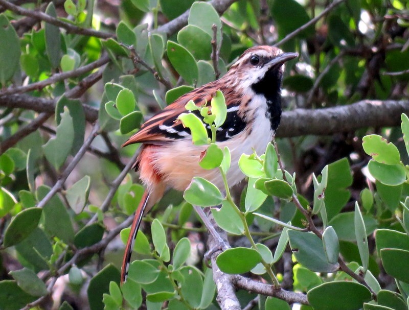 Stripe-backed Antbird - ML282695471
