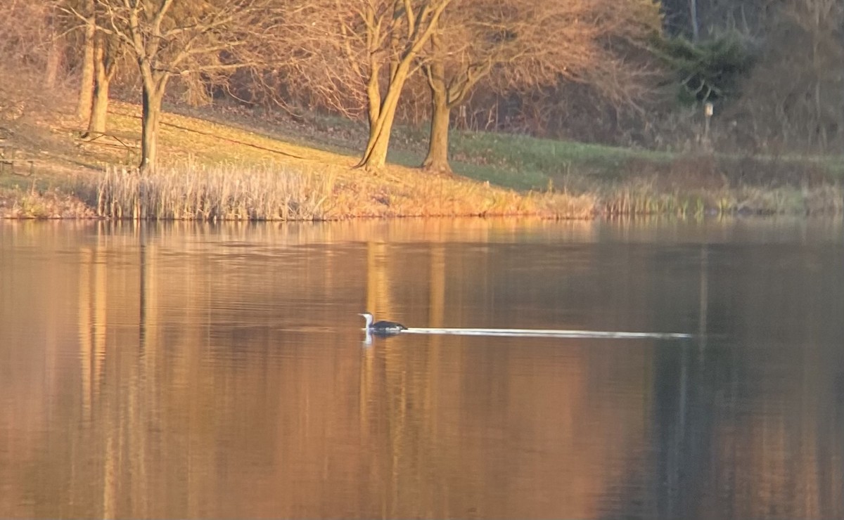 Red-throated Loon - ML282696431