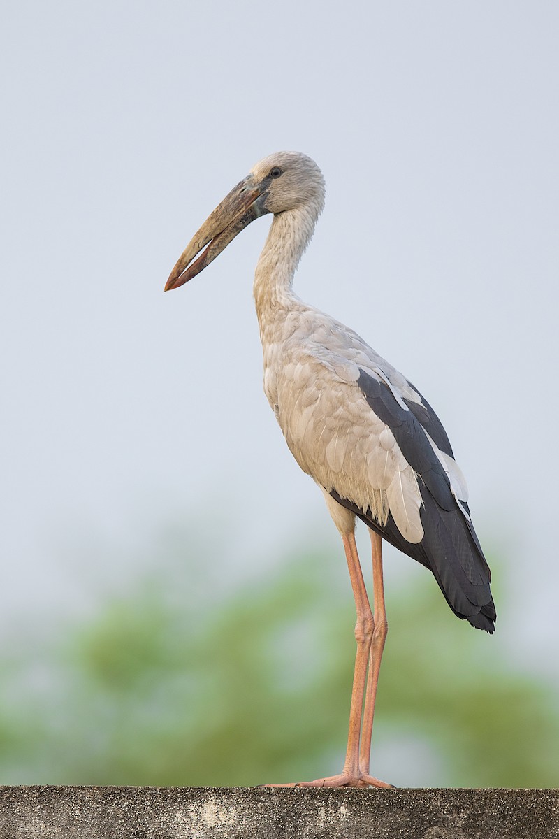 Asian Openbill - Melvin Jaison