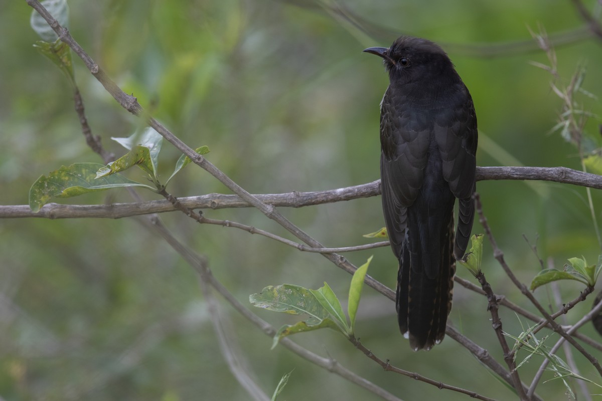 Gray-bellied Cuckoo - ML282697531