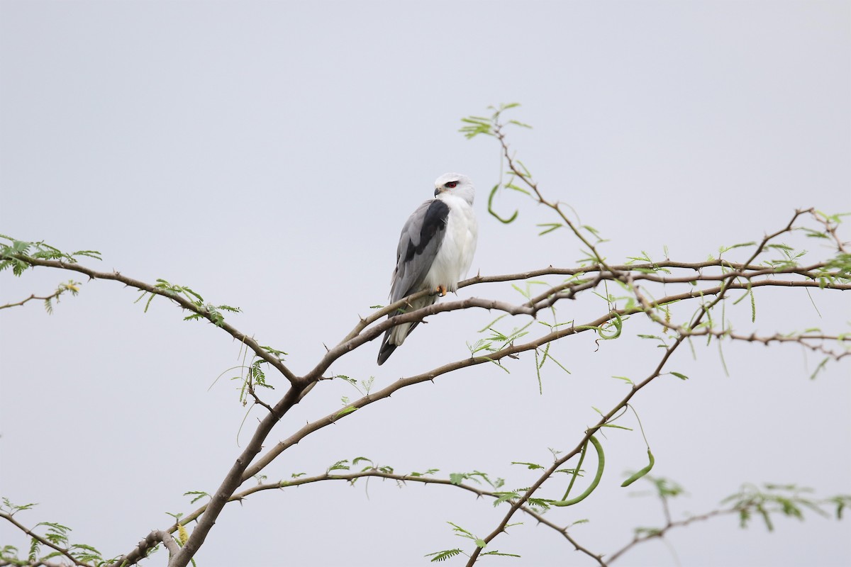 Black-winged Kite - ML282697901