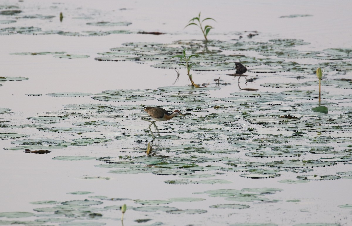 Bronze-winged Jacana - ML282698111