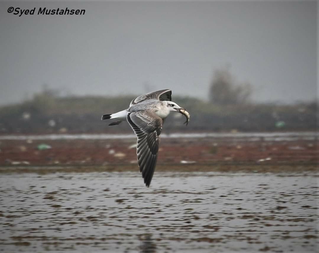 Pallas's Gull - ML282707401