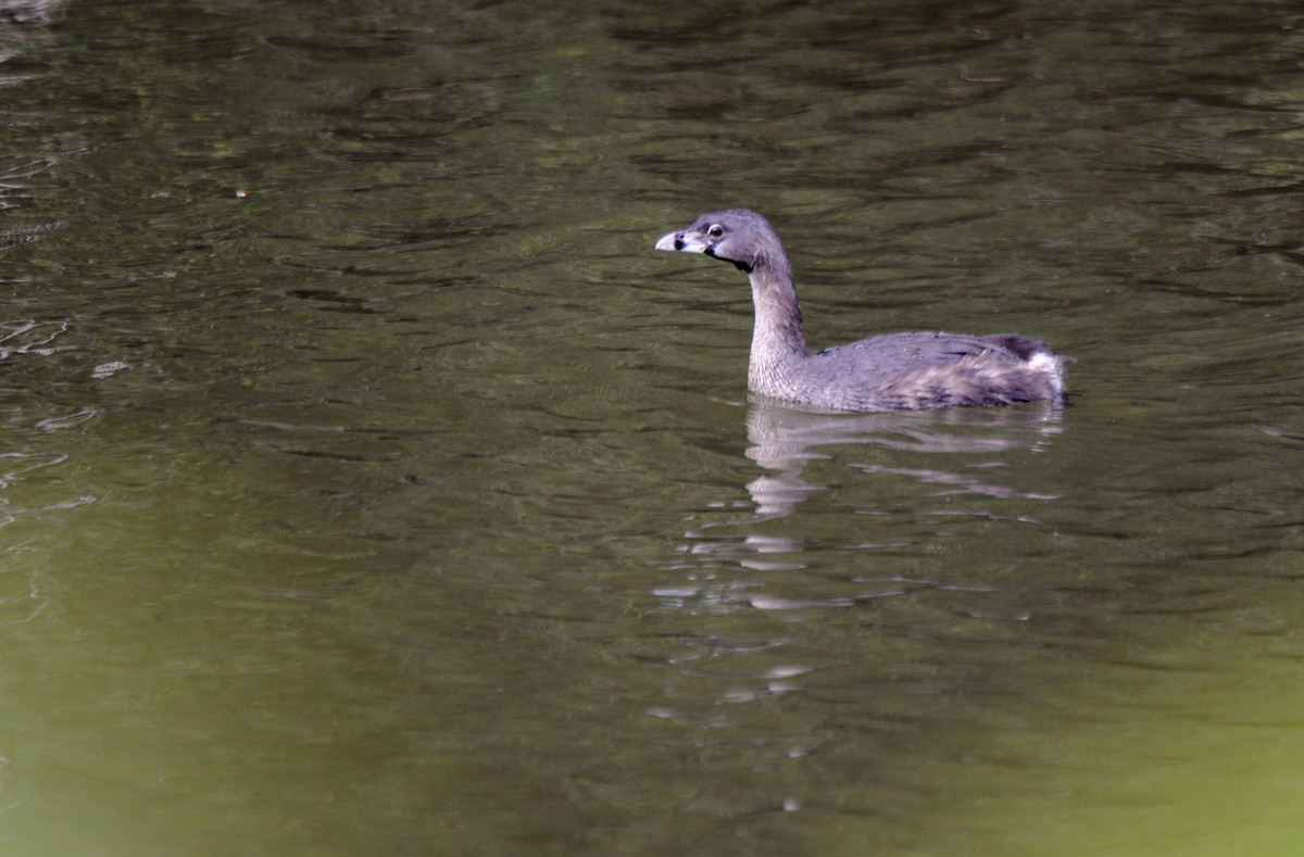 Pied-billed Grebe - LUCIANO BERNARDES