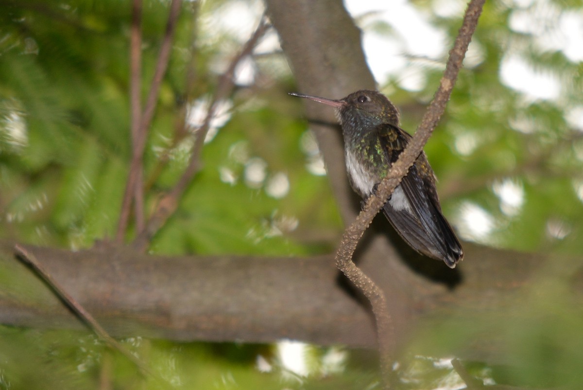 fiolstrupekolibri - ML282708281