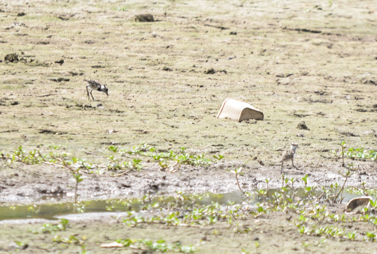 Southern Lapwing - LUCIANO BERNARDES