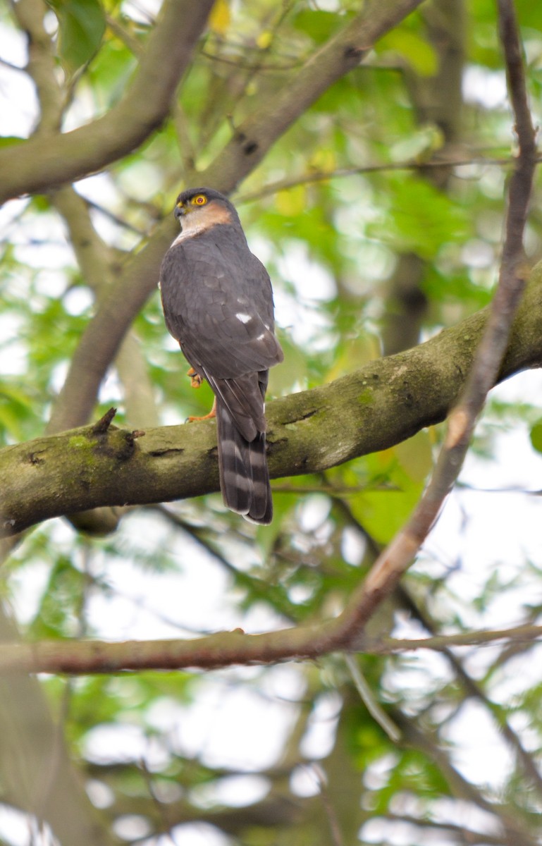 Sharp-shinned Hawk - ML282708371