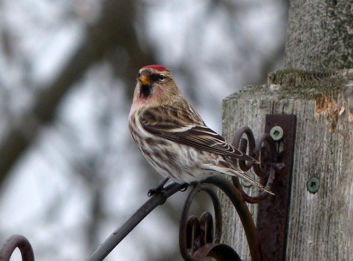 Common Redpoll - David Bree