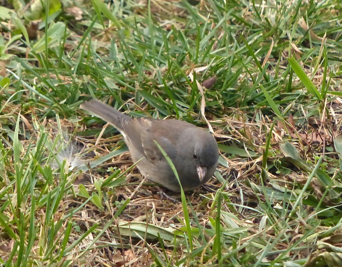 Dark-eyed Junco - ML282709991