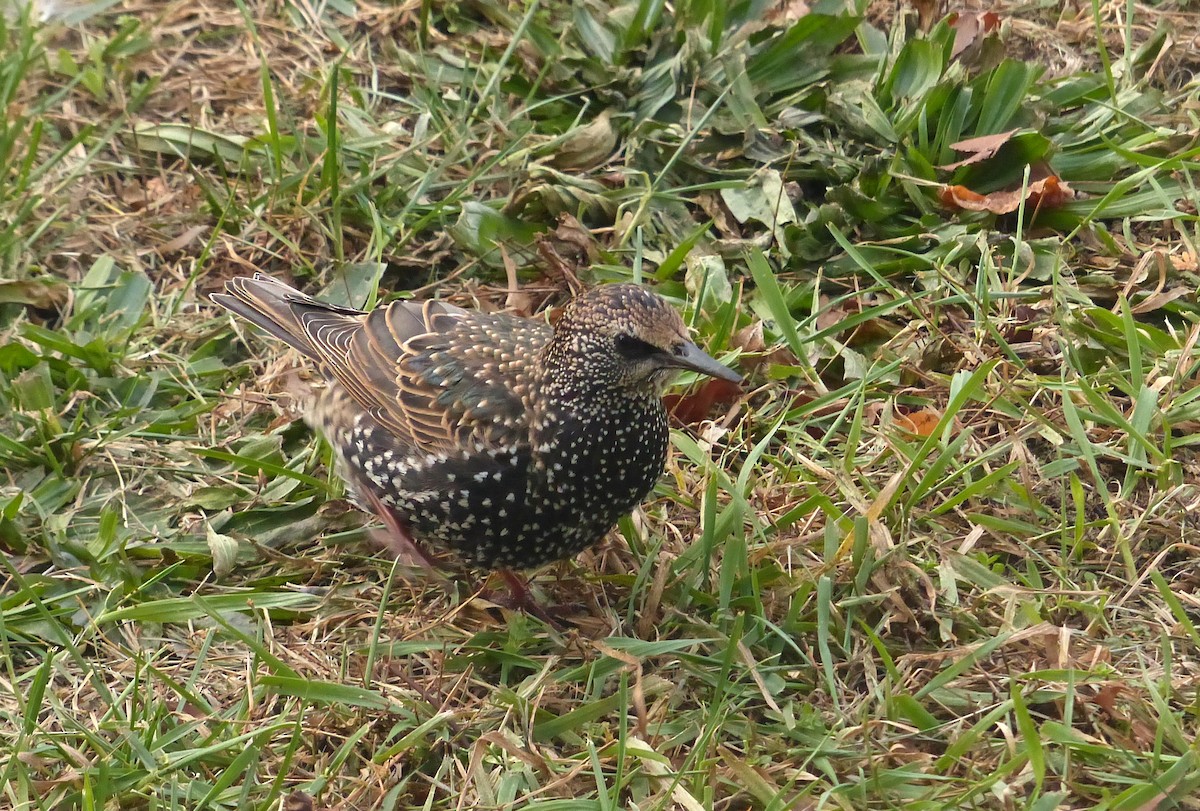 European Starling - ML282710151