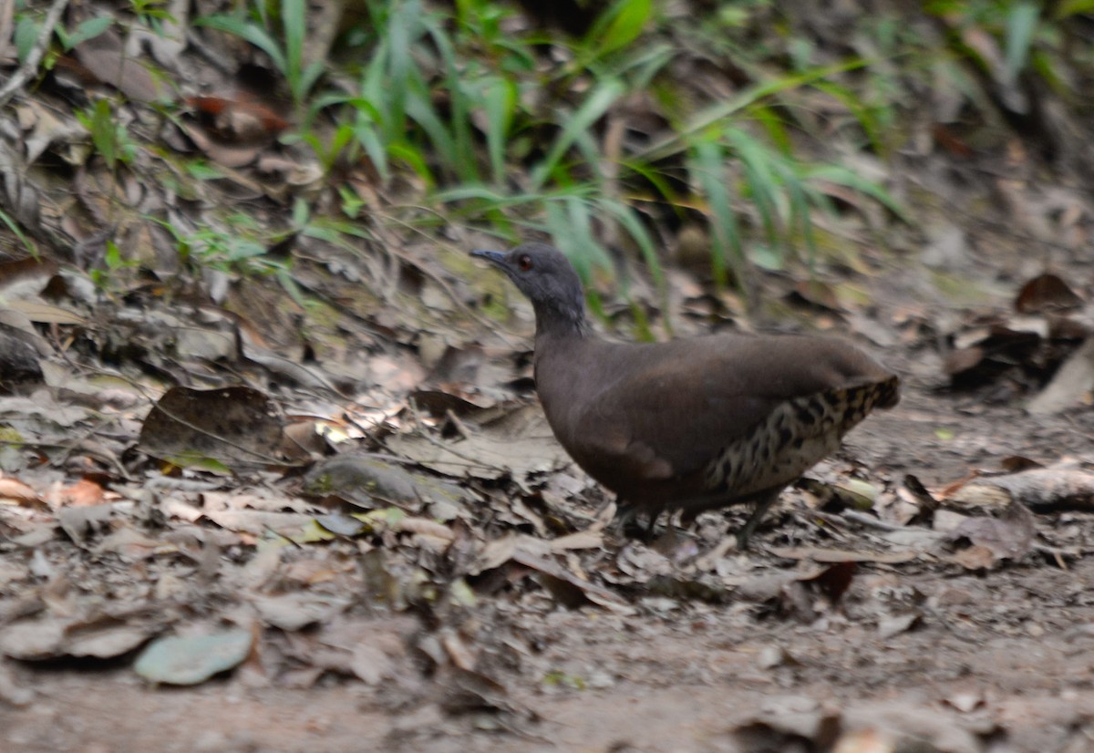 Brown Tinamou - ML282710361