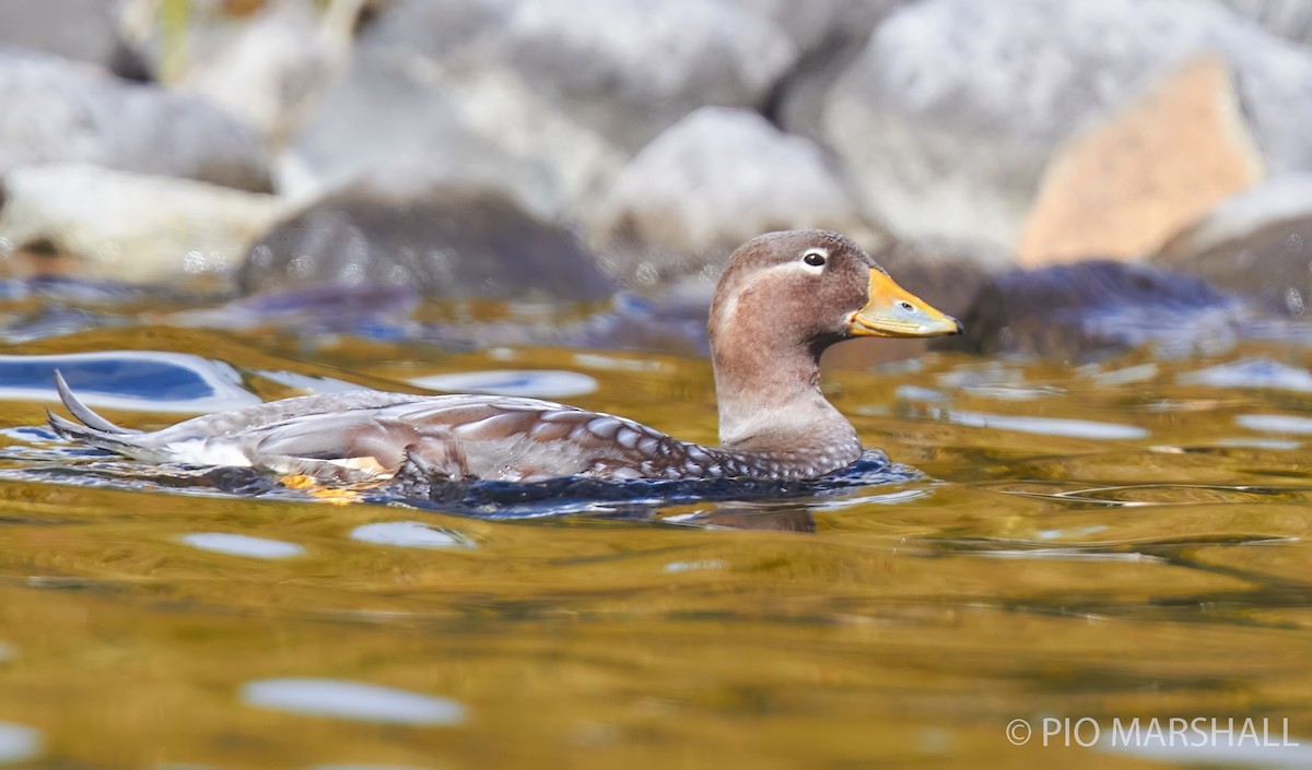 Flying Steamer-Duck - Pio Marshall