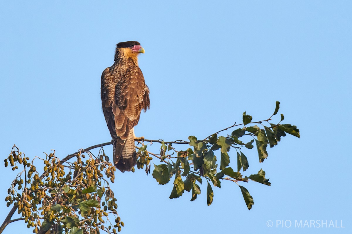 Caracara huppé (plancus) - ML282710941