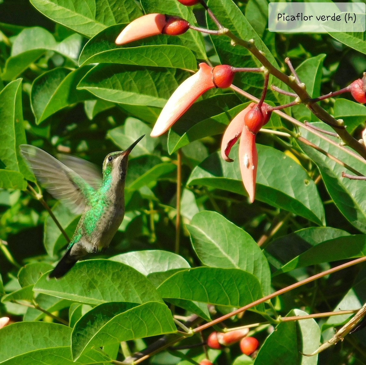 kolibřík lesklobřichý - ML282713561