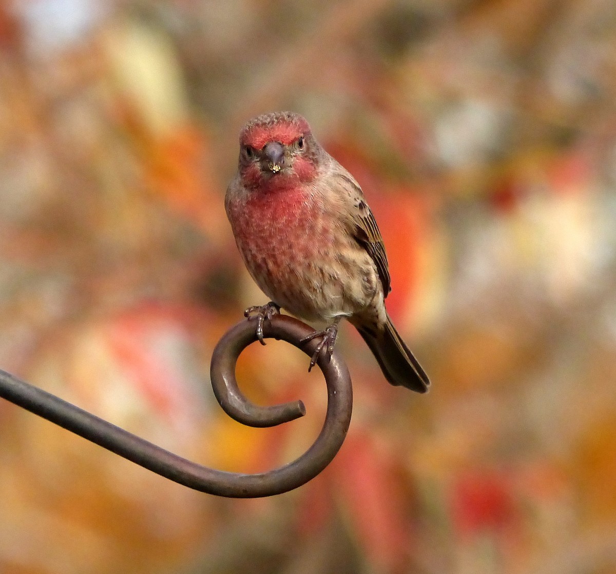 House Finch - ML282713771