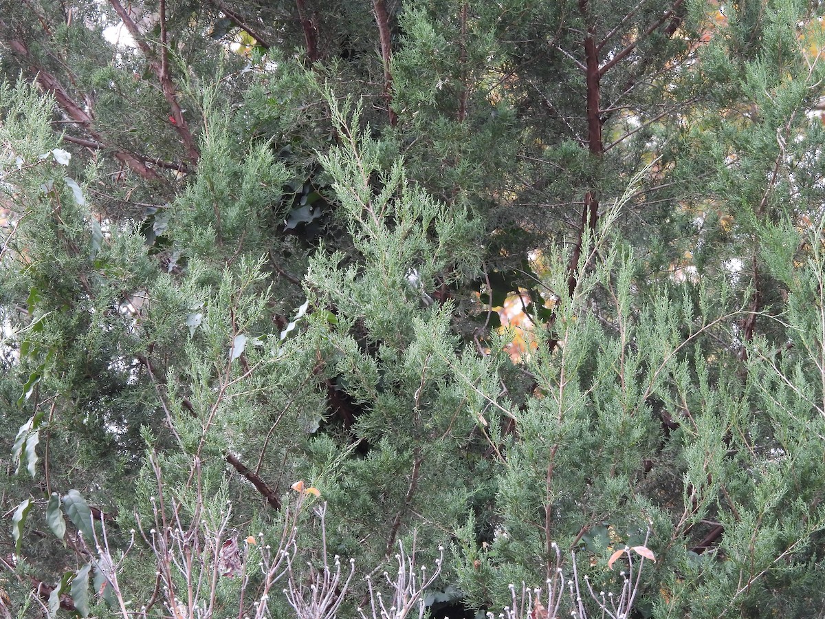 Black-throated Gray Warbler - ML282713811