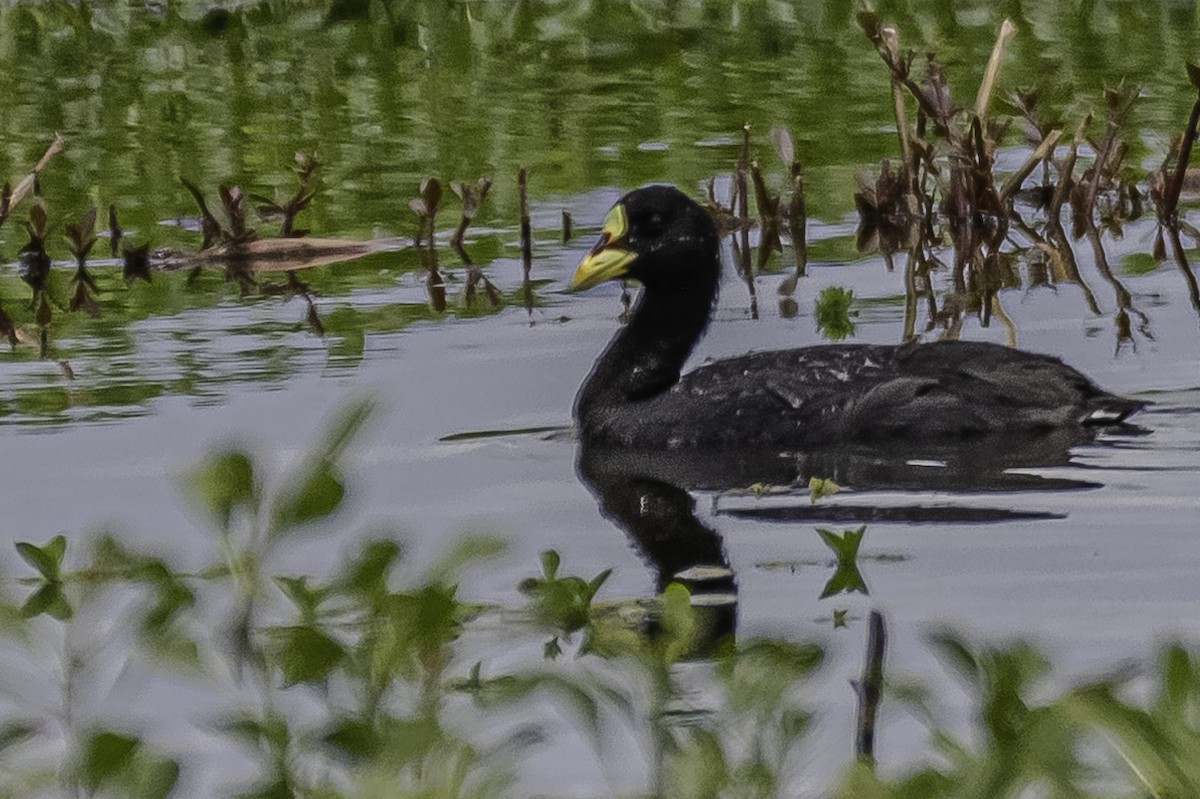 Red-gartered Coot - ML282716051