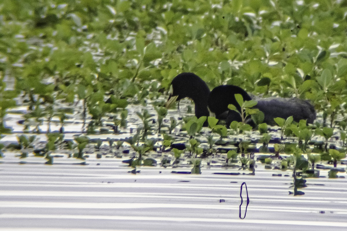 Red-gartered Coot - ML282716091