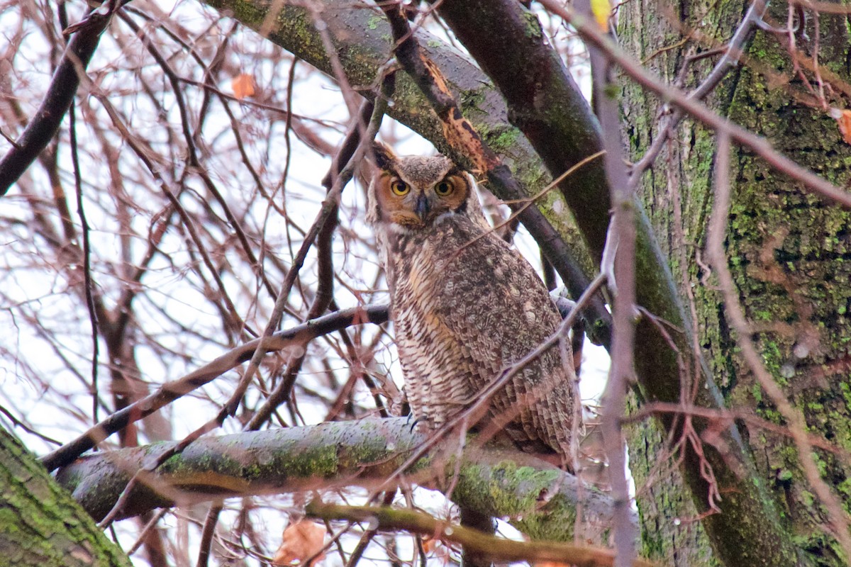 Great Horned Owl - ML282718461