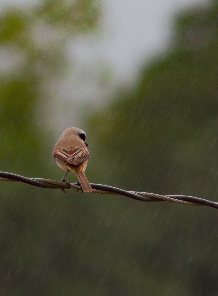 Brown Shrike - Rovina Facey